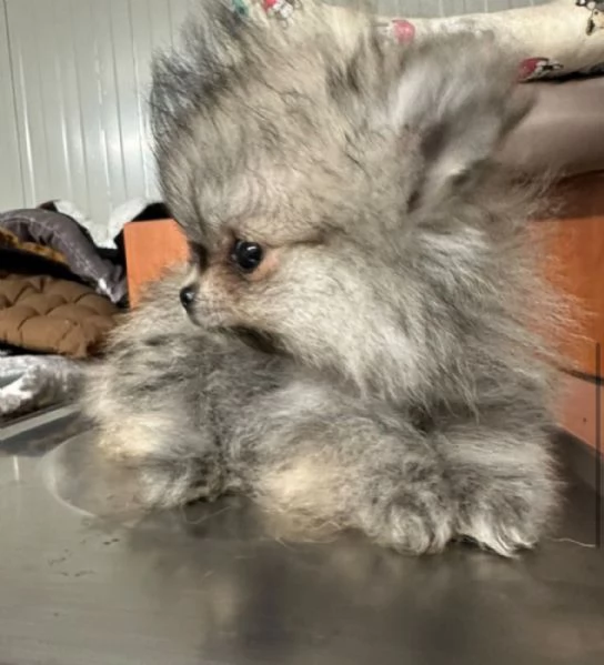 Splendida cucciola di Pomerania  | Foto 0