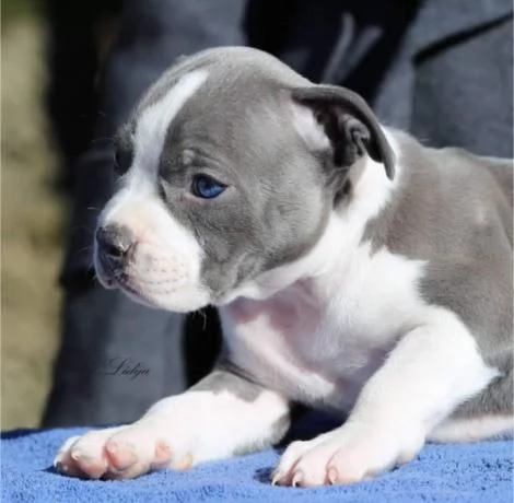 American Staffordshire Terrier – Bellissimi Cuccioli | Foto 6