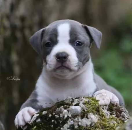 American Staffordshire Terrier – Bellissimi Cuccioli | Foto 5