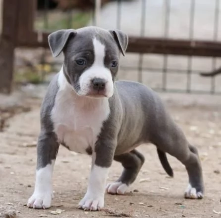 American Staffordshire Terrier – Bellissimi Cuccioli | Foto 3