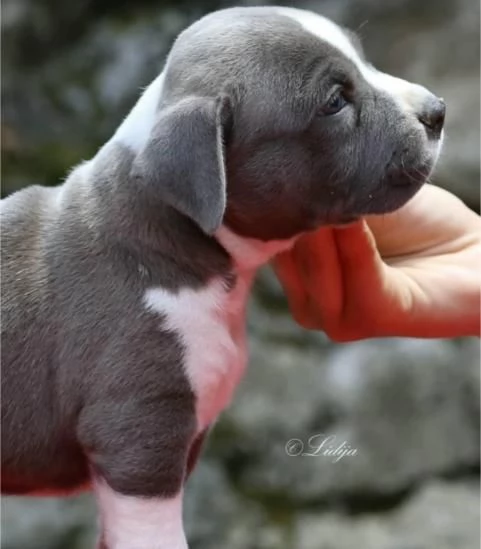 American Staffordshire Terrier – Bellissimi Cuccioli | Foto 2