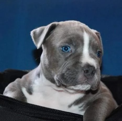 American Staffordshire Terrier – Bellissimi Cuccioli | Foto 1