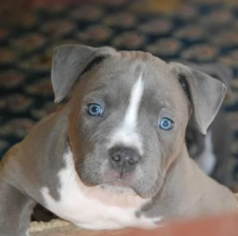 American Staffordshire Terrier – Bellissimi Cuccioli | Foto 0