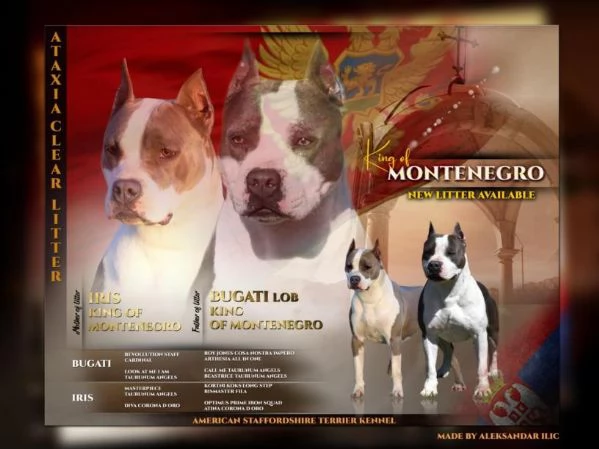 American Staffordshire Terrier – Bellissimi Cuccioli