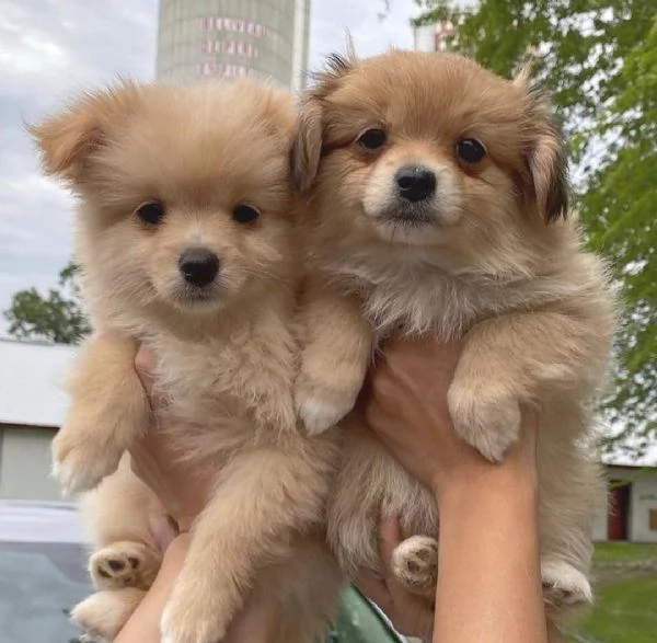 2 cuccioli di Pomerania disponibili | Foto 0