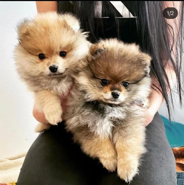 2 cuccioli di Pomerania disponibili