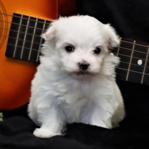 REGALO MALTESE