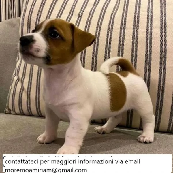 Cuccioli di Jack Russell in vendita!