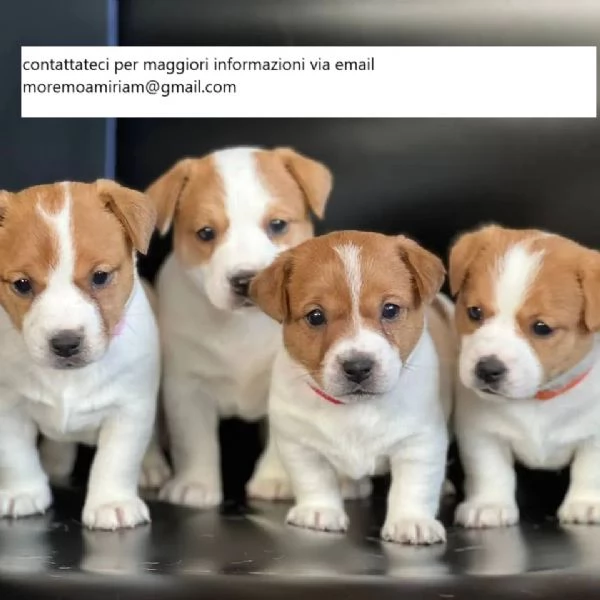 4 bellissimi cuccioli di Jack Russell..