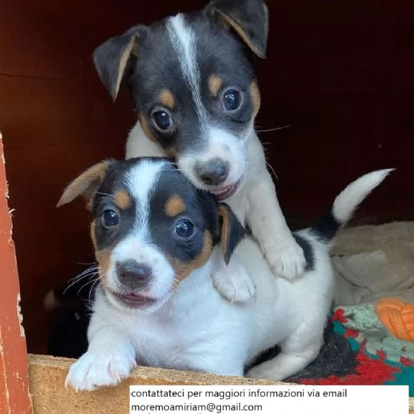 Cuccioli di Jack Russell tricolore..