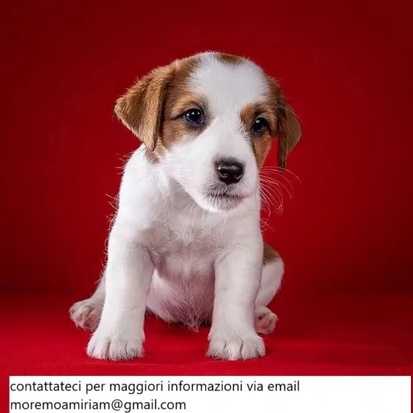 Bellissimo cucciolo di Jack Russell.: