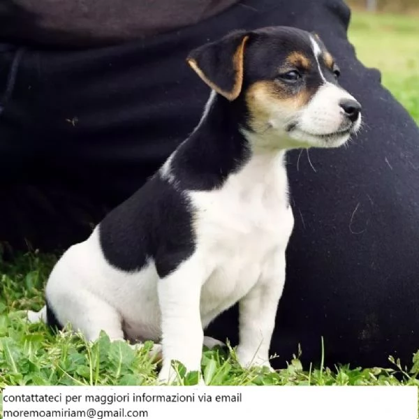 Cuccioli di jack russel, microchippati!!!^