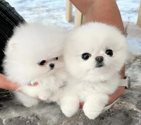 Cuccioli POMERANIA toy!!