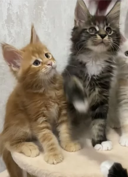 Simpatici gattini di razza Maine Coon