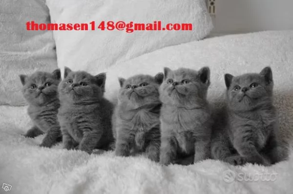 Cuccioli di british shorthair