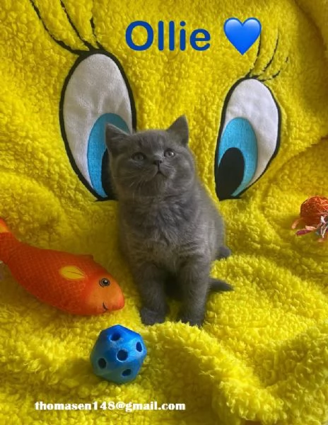 Cuccioli british shorthair grigio-blu