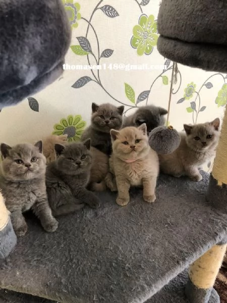 British shorthair pagamento rateizzabile