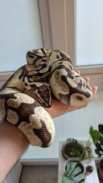 Lemon pastel enchi [hidden]