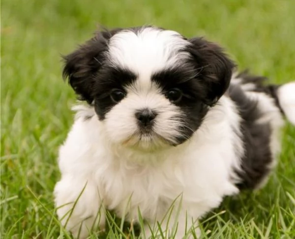 Vendita cuccioli Shih Tzu