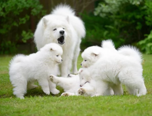 Cuccioli di Samoiedo in vendita