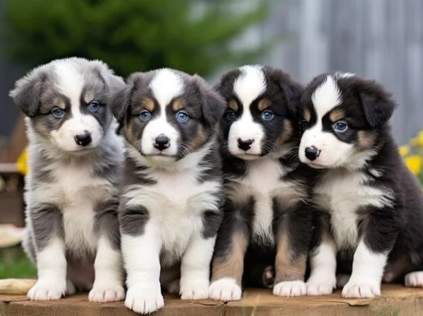 Cuccioli di Border Collie pronti per l'adozione