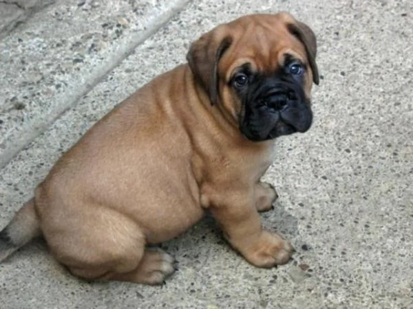 Vendita cuccioli di bullmastiff