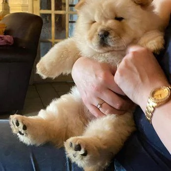 Vendita cuccioli di chow chow