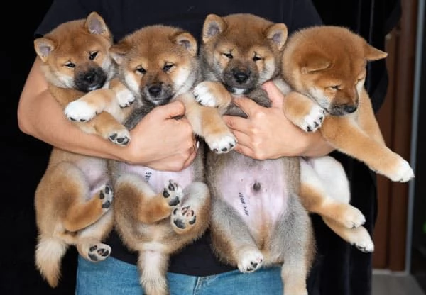 Vendo cuccioli di Shiba Inu