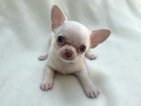 Vendita cuccioli di chihuahua