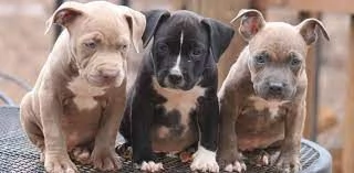 Vendo cuccioli di pittbull americano