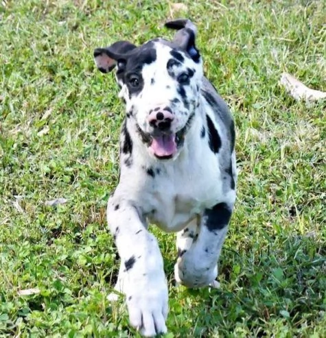 Cuccioli di alano in adozione