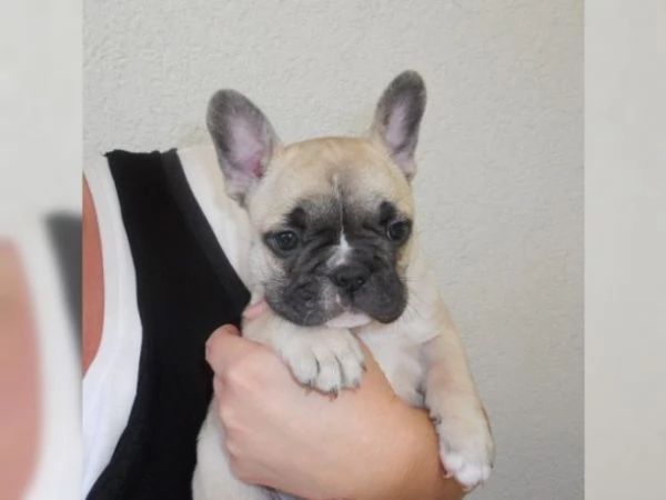 Vendo cuccioli di bulldog francese