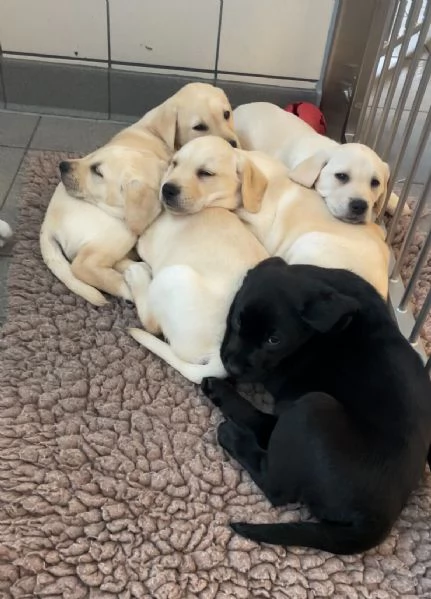 Cuccioli di Labrador (Pronti subito)