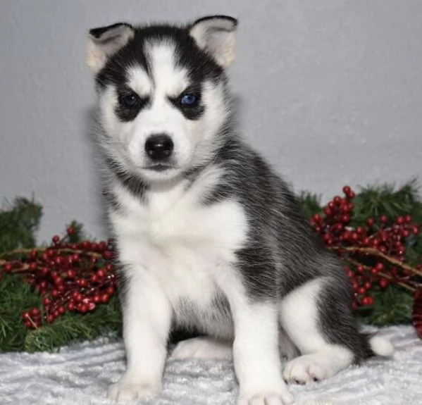 Cuccioli di husky siberiano disponibili per la vendita