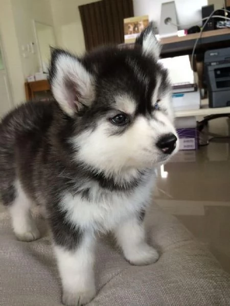 Regalo cuccioli di husky siberiano  maschi e femmina.  