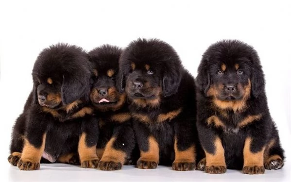 Cuccioli rottweiler