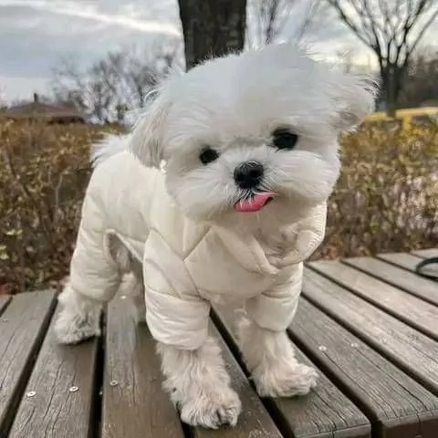 cuccioli di maltesi mini toy. 