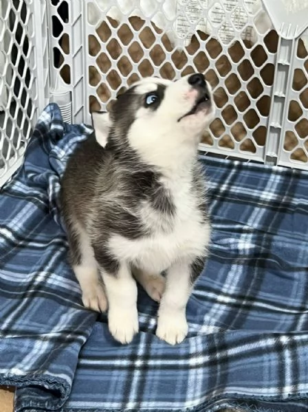 Regalo cuccioli di siberian husky 