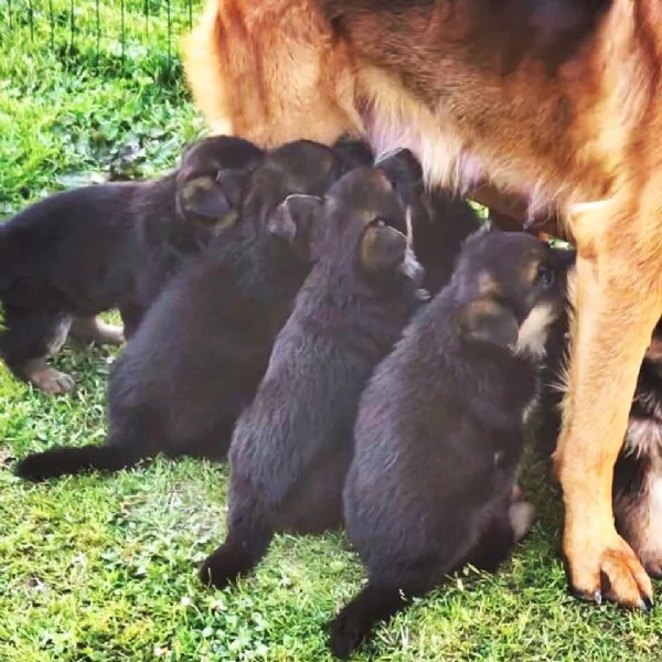 regalo pastor tadesco cuccioli disponible per l'adozione..