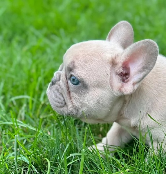 Regalo....cucciolata di bouledogue francese