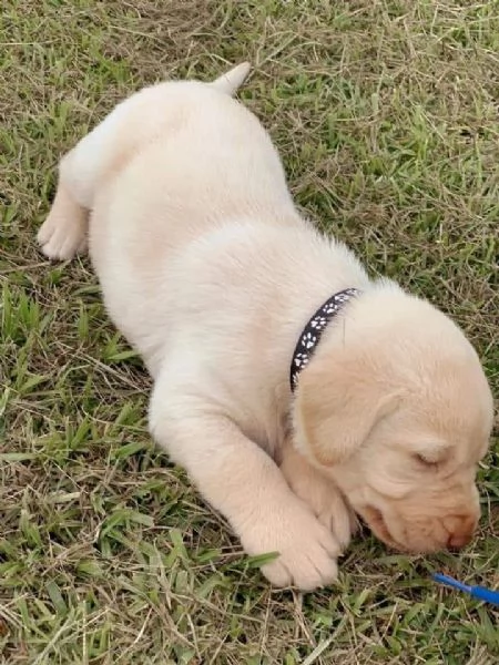 Regalo cucciolata di labrador retriever