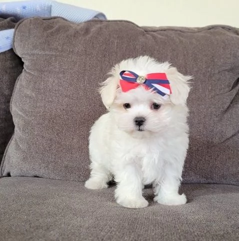 Regalo maltese toy cuccioli disponibile per l'adozione