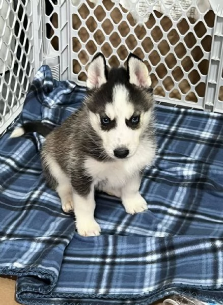 Regalo cucciolo cuccioli di siberian husky