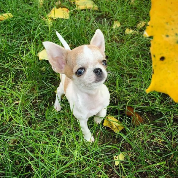 Regalo Chihuahua cuccioli