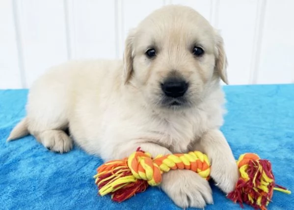 Regalo Cuccioli di Labrador cioccolato