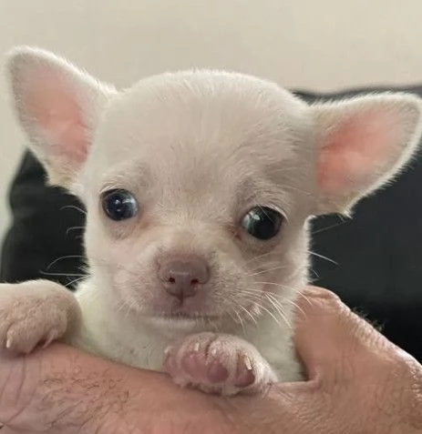 Regalo chihuahua taglia molto piccola