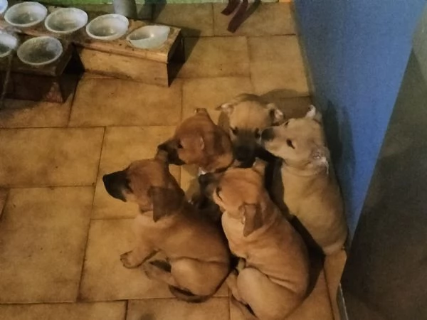 Cuccioli di Amstaff cercano casa