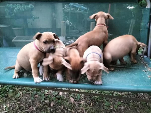 Cuccioli di Amstaff cercano casa | Foto 1