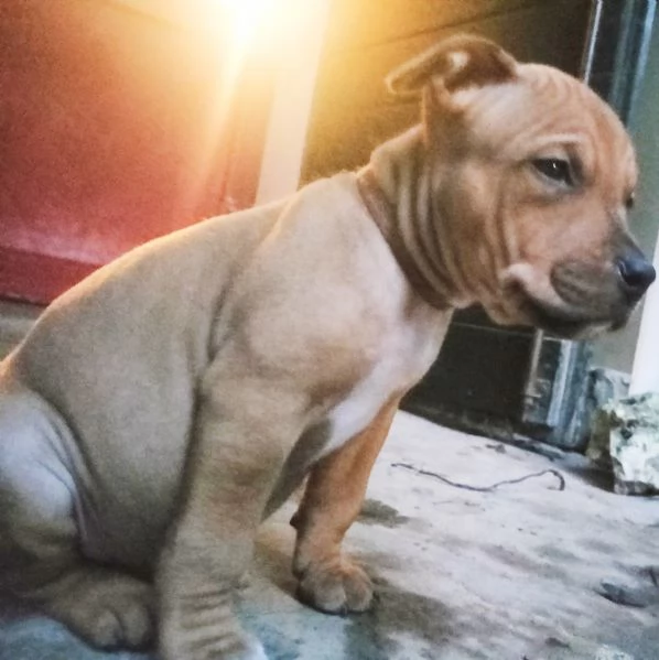 Cuccioli di Amstaff cercano casa | Foto 0