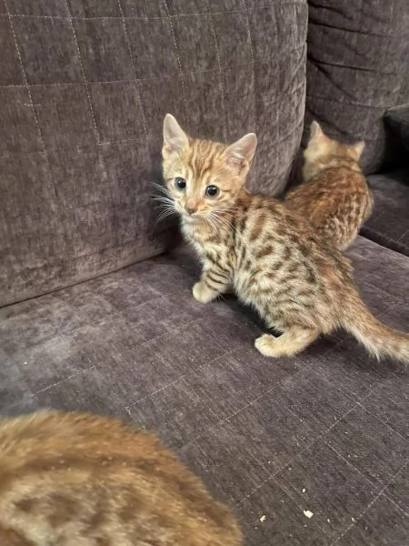 BENGAL CUCCIOLI DISPONIBILI